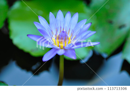 lotus or florescent purple lotus or violet lotus 113713306