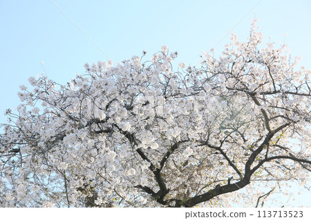 Cherry blossoms in full bloom Cherry blossoms in full bloom 113713523
