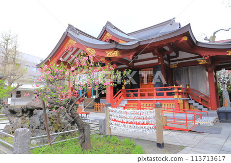 須佐野神社 (Susano Ojinja) 盛開的桃花和神社建築 須佐野神社 (Susano Ojinja) 盛開的桃花和神社建築 113713617