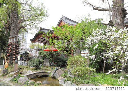 Susanoo Shrine: Peach blossoms in full bloom and the shrine building 113713631