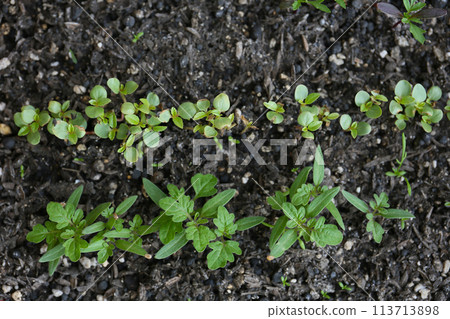 種植蔬菜、播種種子 113713898