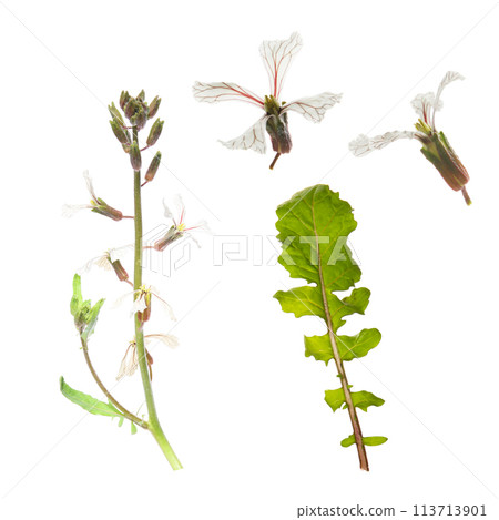 Arugula flowers and leaves on white background 113713901