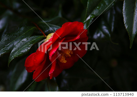 Camellia camellia camellia 113713940