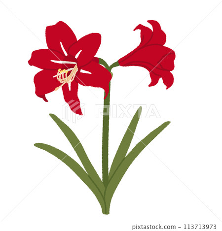 孤挺花插圖 113713973