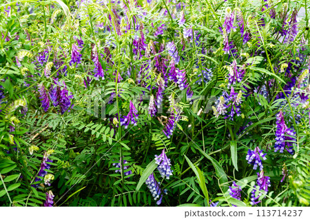 Wisteria flower Wisteria flower 113714237