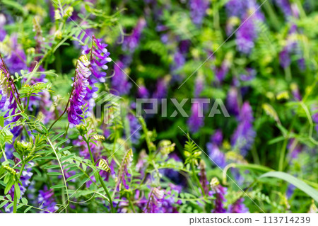 Wisteria flower Wisteria flower 113714239