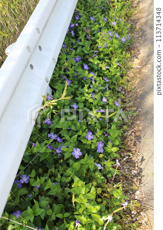 Purple periwinkle flowers blooming on a roadside in spring 113714348