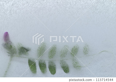 A collaboration between Japanese paper and vetch (background material) A collaboration between Japanese paper and vetch (background material) 113714544