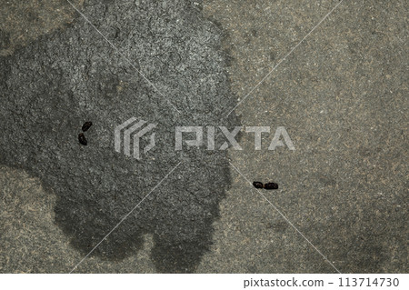 蝙蝠傷害 113714730