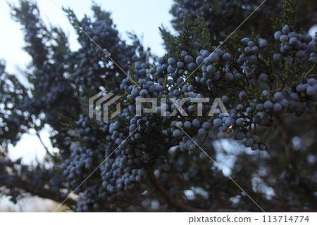 Small Berries on Cedar Tree in Rural East Texas Small Berries on Cedar Tree in Rural East Texas 113714774
