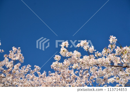 Blue sky and cherry blossoms in full bloom 113714853
