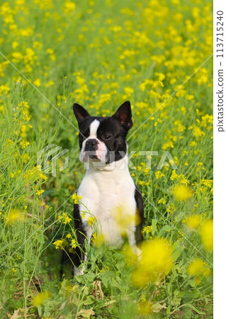 Mighty the Boston terrier sits and gazes at a field of rapeseed flowers. 113715240