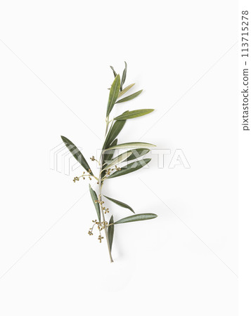 Olive branch with sprouts isolated on white background top view minimalism  113715278