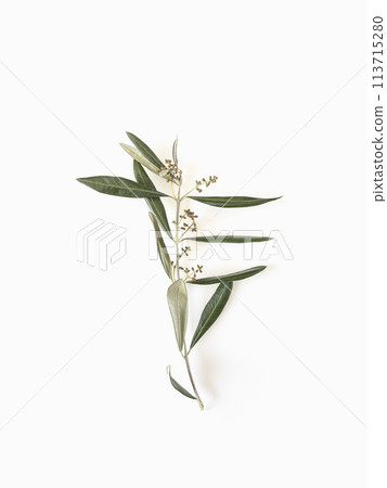 Olive branch with sprouts isolated on white background top view minimalism  113715280