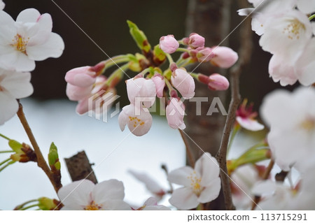 Cherry blossoms in full bloom Somei Yoshino 113715291