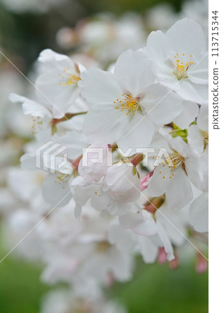 Cherry blossoms in full bloom Somei Yoshino 113715344