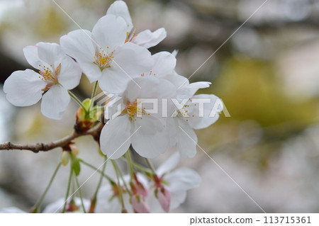 Cherry blossoms in full bloom Somei Yoshino 113715361