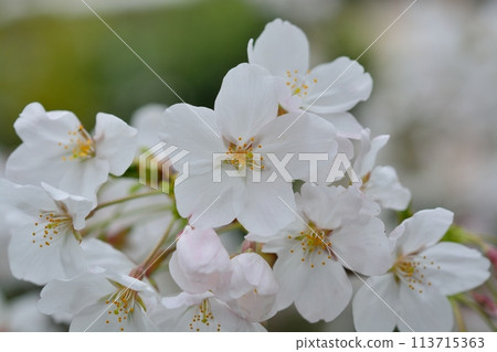 Cherry blossoms in full bloom Somei Yoshino 113715363