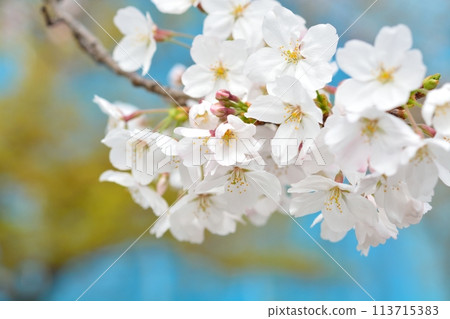 Cherry blossoms in full bloom Somei Yoshino 113715383
