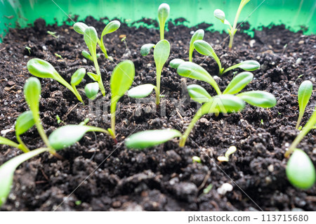 Seedlings of flowers and vegetables in nutritious soil. Close-up. Macro photography. Selective focus. Agriculture, floriculture Seedlings of flowers and vegetables in nutritious soil. Close-up. Macro photography. Selective focus. Agriculture, floriculture 113715680