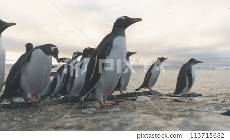 Gentoo Penguin Stand on Frozen Ice Rock Shore. Antarctic Wildlife Animal. South Arctic Bird Group Come on Sea Beach Out Cold Water Close-up Locked-off 113715682
