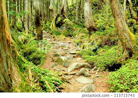 蓼科瀑布長廊與原始森林 113715743