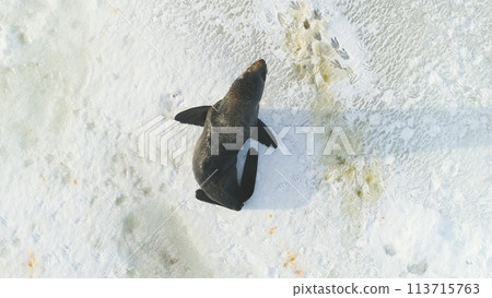 Fur Seal Rest on Snow Surface Top Down View. Antarctica Wildlife Nature Scene Landscape. Polar Arctic Mammal Animal Lonely Behavior in Wilderness Drone Aerial 113715763