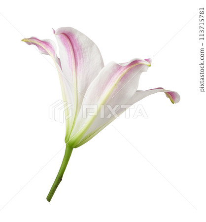 Pink lily flower (bud) isolated Pink lily flower (bud) isolated 113715781