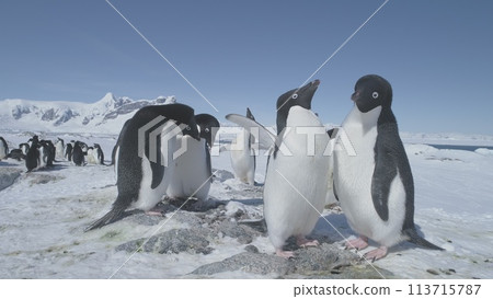 Funny Penguin Group On Antarctica Snow Covered Land. Close-up Of Adelie Penguins Colony. Habits Of Wild Animals. Winter Polar Landscape. Bright Sun Over Mighty Mountains. Funny Penguin Group On Antarctica Snow Covered Land. Close-up Of Adelie Penguins Colony. Habits Of Wild Animals. Winter Polar Landscape. Bright Sun Over Mighty Mountains. 113715787