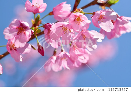 Blue sky and full-blooming Princess Miyabi Sakura 113715857