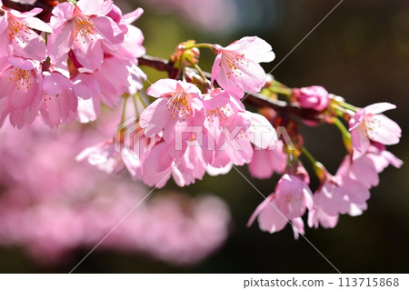 藍天和盛開的宮櫻公主 113715868