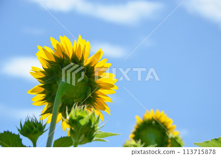 Back shot of sunflowers in the summer sun 113715878