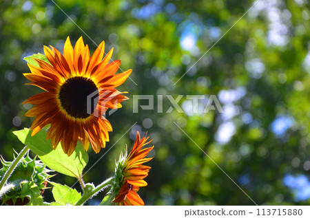 橙色花瓣的向日葵 113715880