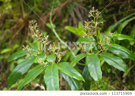 Himeaoki Himeaoki 113715909