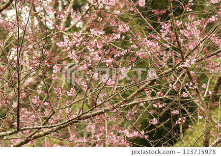 Phaya suae flower Phaya suae flower 113715978