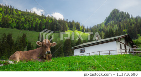 Alpine meadow with cows and rustic houses in Berchtesgaden National Park 113716690