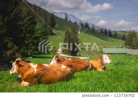 Alpine meadow with cows and rustic houses in Berchtesgaden National Park 113716702