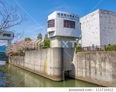 柳原排水泵站大門和櫻花風景(千葉縣市川市) 柳原排水泵站大門和櫻花風景(千葉縣市川市) 113716922