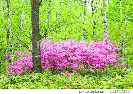 Mizuwa azalea of the Yachiho Plateau Mizuwa azalea of the Yachiho Plateau 113717233