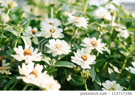 White flowers zinnia of in the garden White flowers zinnia of in the garden 113717286