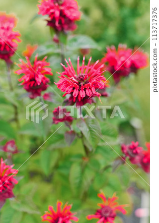 Carmine red Monarda flowers Be Happy in the garden Carmine red Monarda flowers Be Happy in the garden 113717376