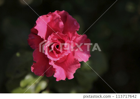 Arao City Ominous Citizen Flower Bed Rose Flower, 113717642