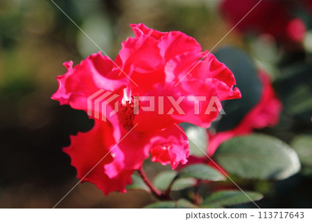 荒尾市少女公民花壇玫瑰花， 113717643