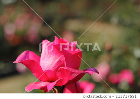 Arao City Ominous Citizen Flower Bed Rose Flower, Arao City Ominous Citizen Flower Bed Rose Flower, 113717651