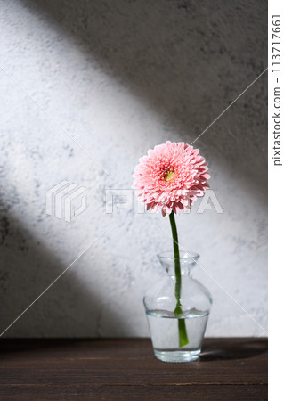 gerbera in a vase 113717661