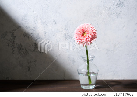 gerbera in a vase 113717662