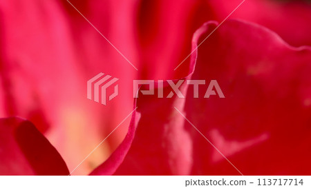 Pink yellow rose flower. Macro flowers background for holiday design Pink yellow rose flower. Macro flowers background for holiday design 113717714