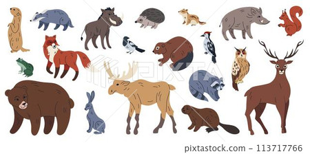 Forest animals. Wild mammals. Badger and fox. European brown bear. Woodland chipmunk and squirrel. Hare in wildlife wood. Warthog boar. Owl bird. Tiger and deer. Vector cartoon tidy illustration set 113717766
