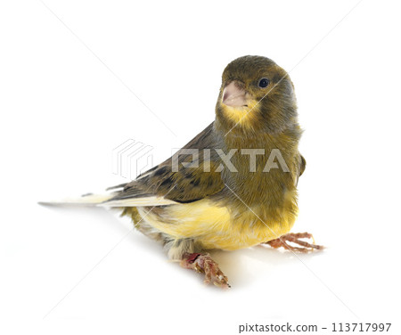 island canary in studio 113717997