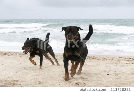 rottweiler and beauceron on the beach 113718221
